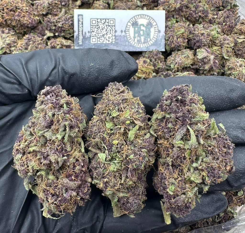 TROPICANA RUNTZ #12527