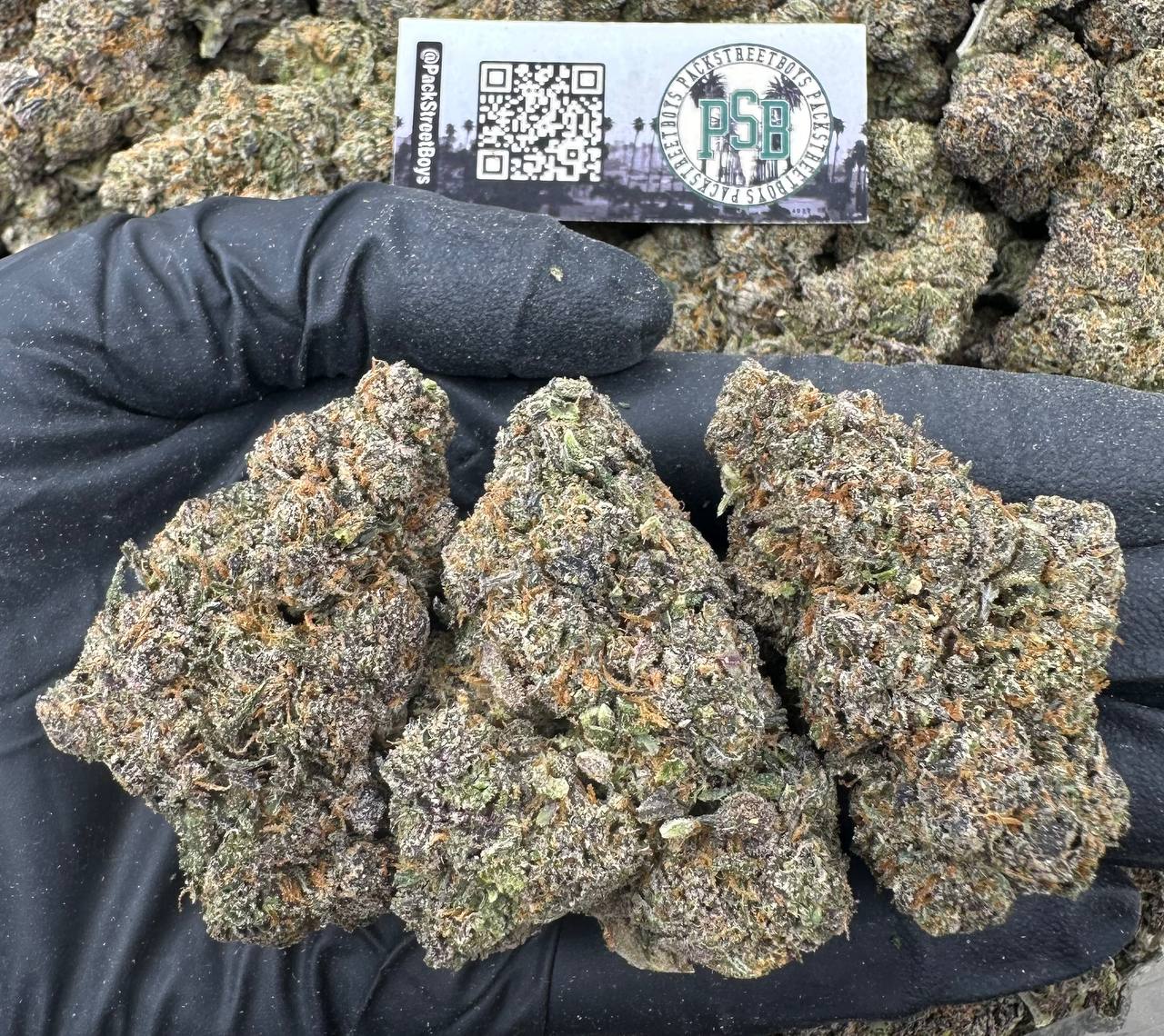 PURPLE STARRY #12521