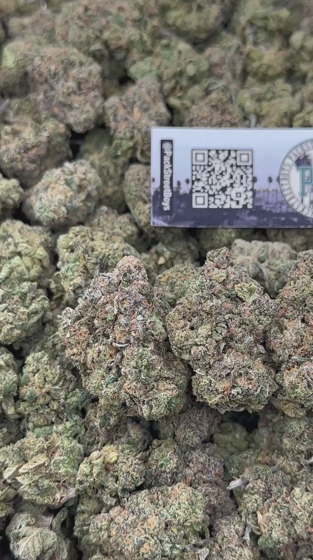 BUBBLEGUM RUNTZ #12466