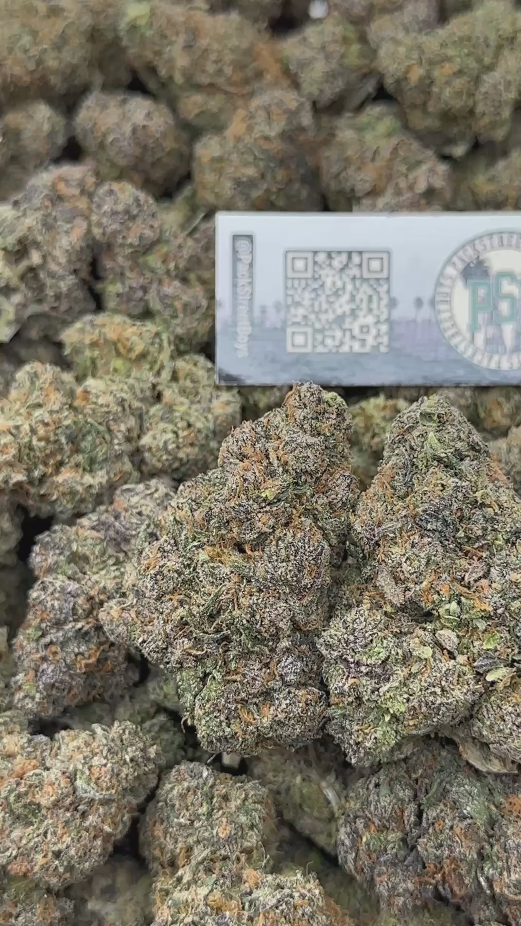 PURPLE STARRY #12521