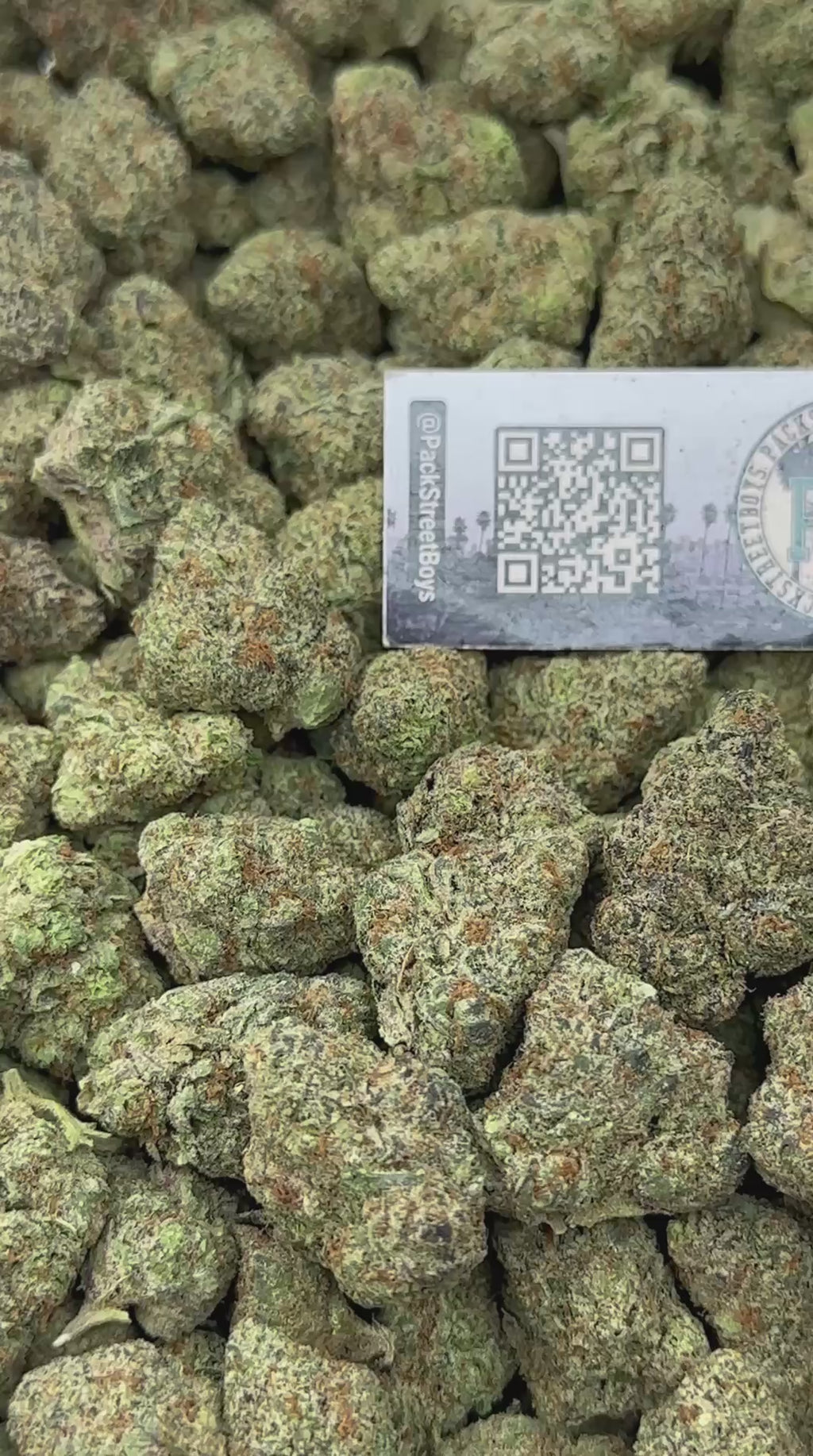 DRAGONFRUIT BLAZE #12461