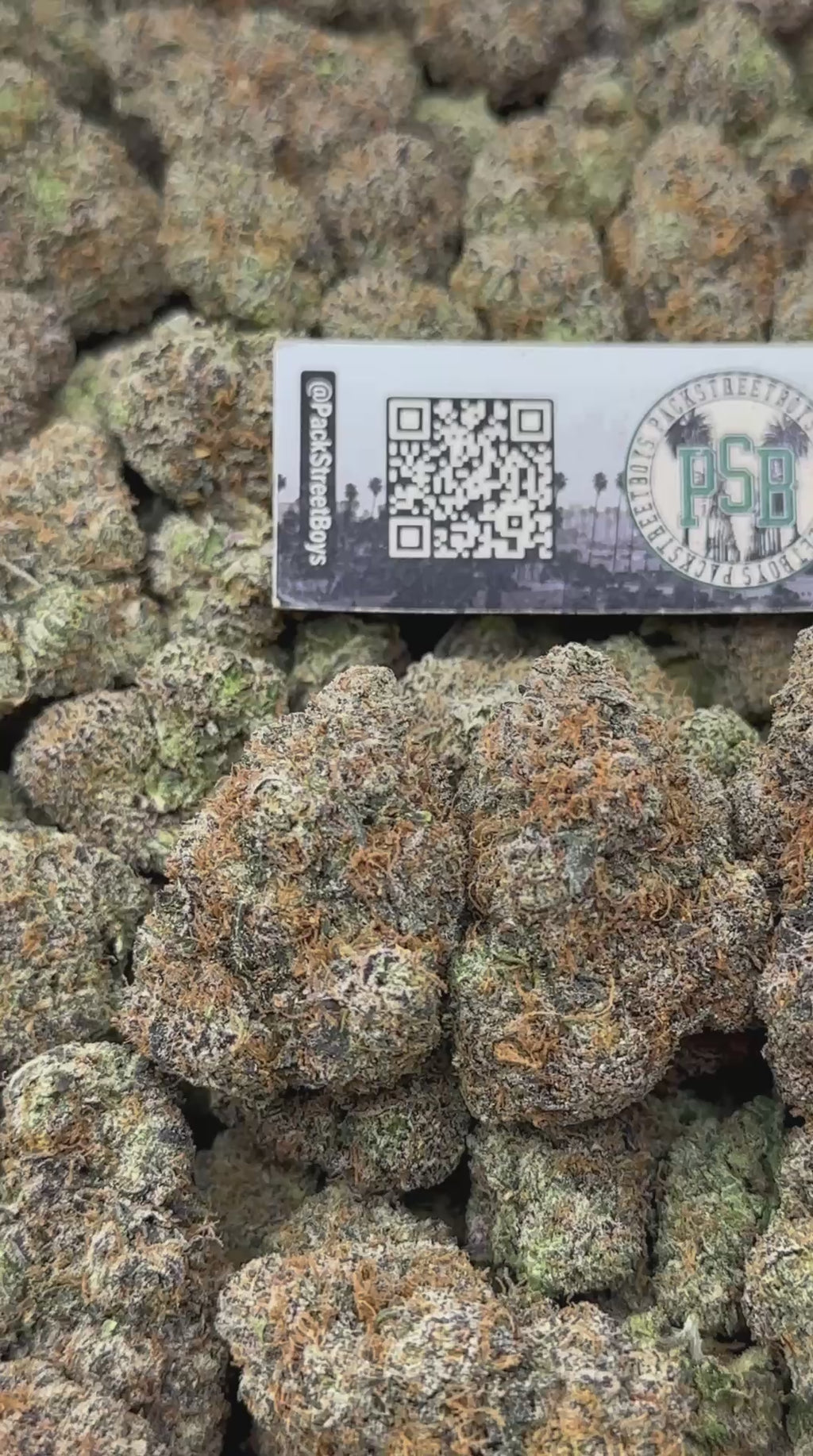 SUPERSTAR GUMBO #12486